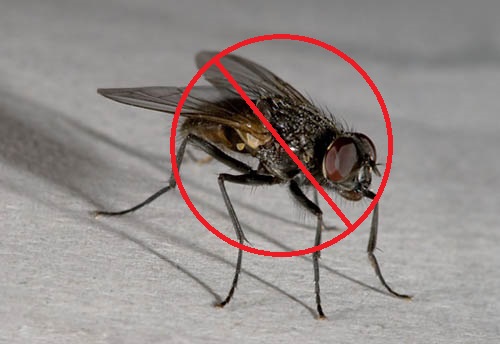 Houseflies Pest Control