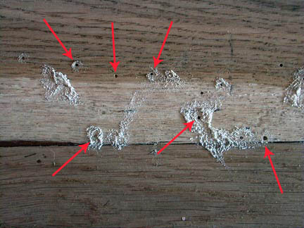Wood Borers Pest Control